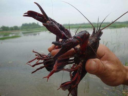 小龙虾养殖爆料视频下载,视频爆料背后的养殖秘密